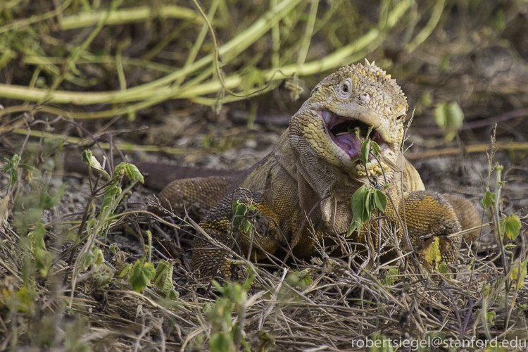 galapagos